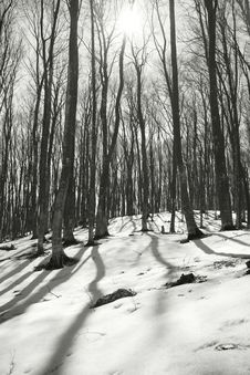 Winter Wood Stock Photo Winter Wood Stock Photo