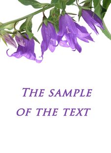 Campanula Stock Images Campanula Stock Images