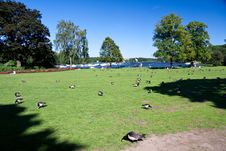 Red Grouse In The Royal Park Djurgarden,Stockholm- Royalty Free Stock Photos Red Grouse In The Royal Park Djurgarden,Stockholm- Royalty Free Stock Photos