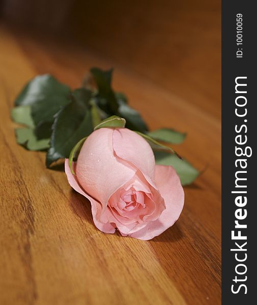 Pink rose laying on a wooden background. Pink rose laying on a wooden background
