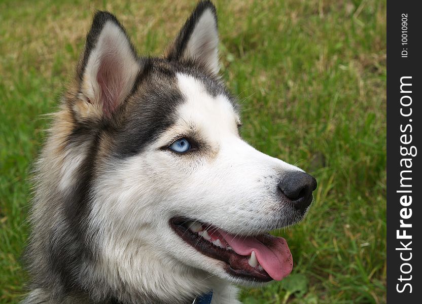 Head of husky dog waiting