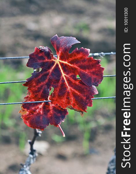 A multicoloured autumn leaf of vineyard in Cape Town, South Africa.