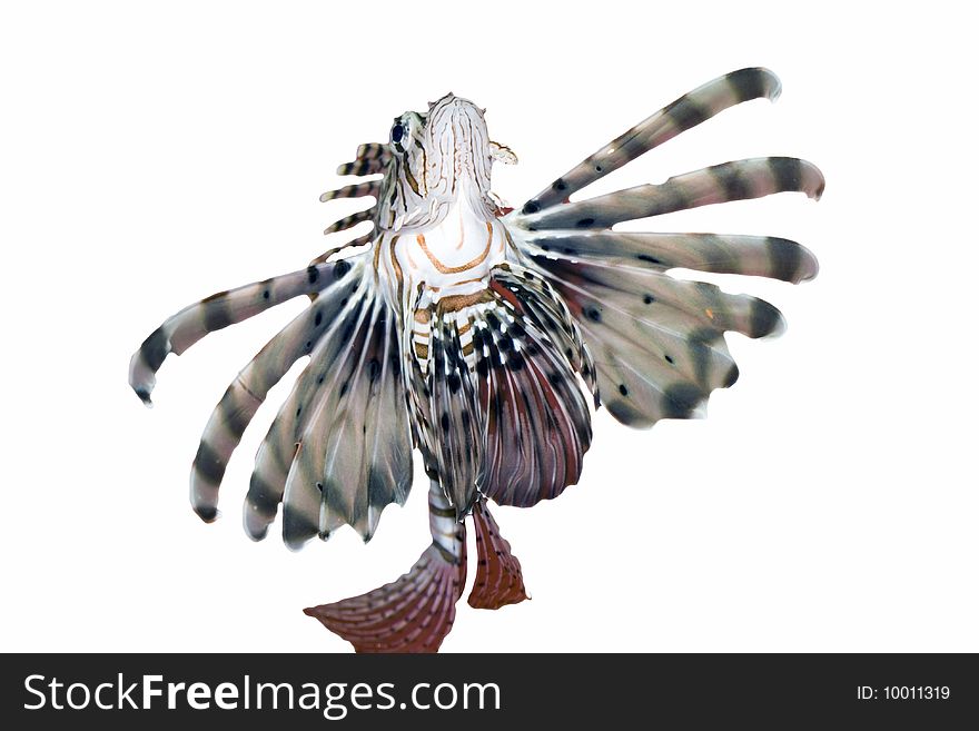 Devil firefish Pterois miles or common lionfish