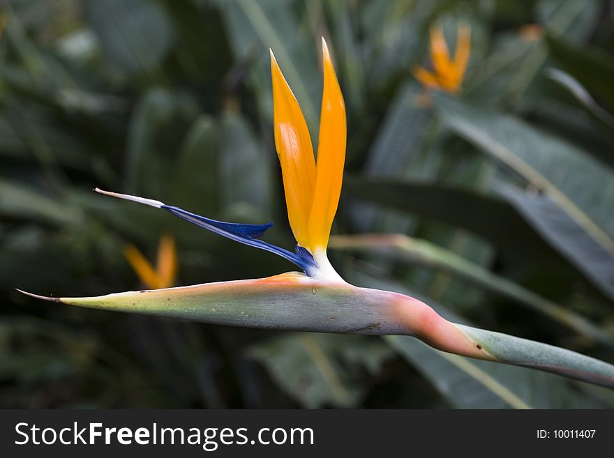 Indigenous South African flower Strelitzia reginae