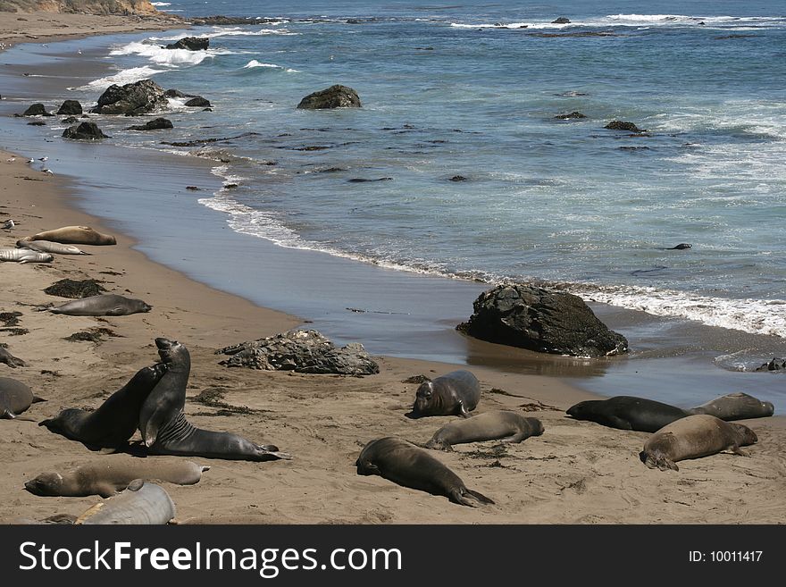 Elephant seals on a sand in California. Elephant seals on a sand in California
