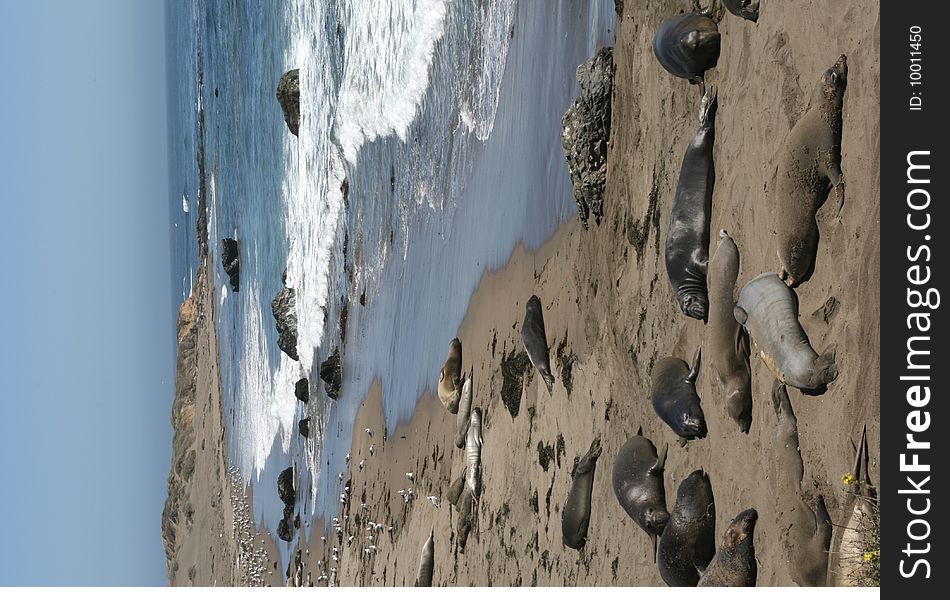 Elephant seals on a sand in California. Elephant seals on a sand in California