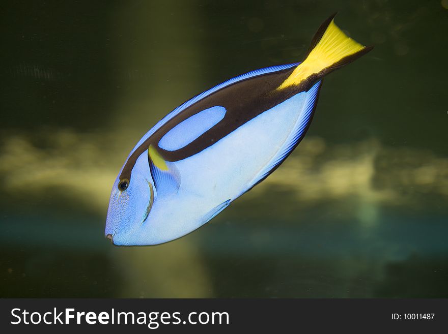 A palette surgeon, a tropical fish swimming in an aquarium