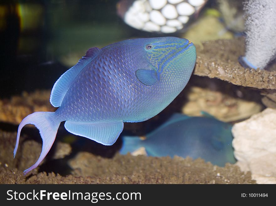 A tropical fish swimming in an aquarium