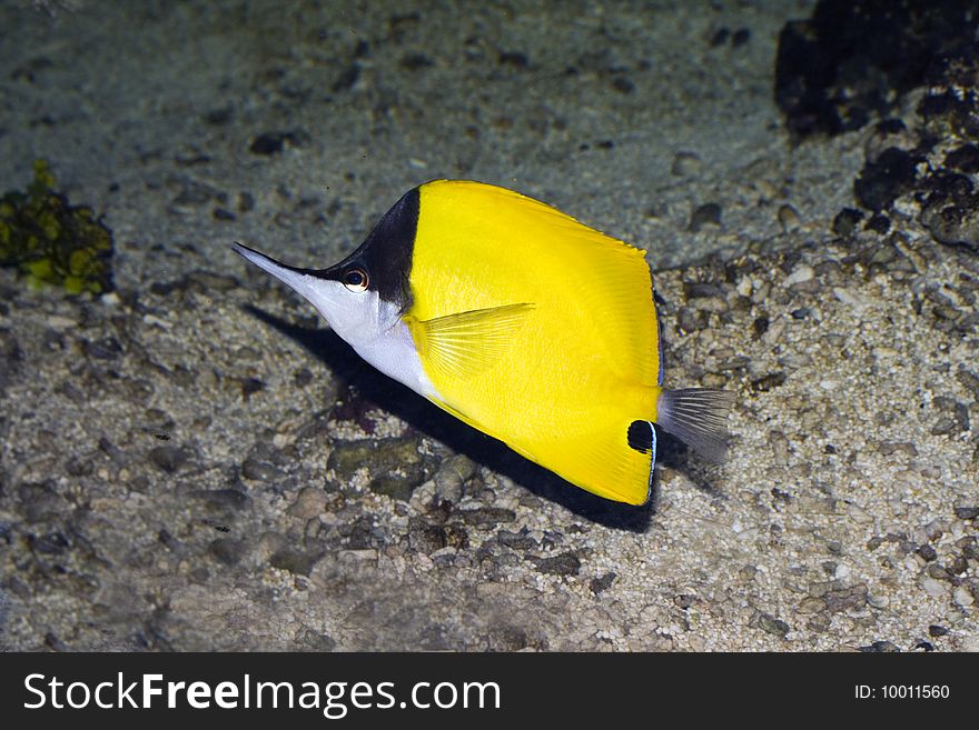 Longnose butterflyfish, a tropical fish, displayed in an aquarium