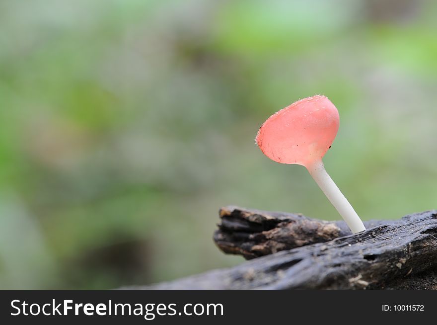 A Pink burn cup in Jedkod forest Saraburi of Thailand