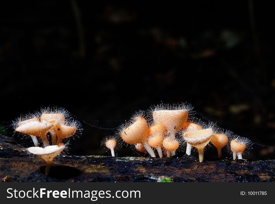 Red cone mushroom or Cookeina tricholoma in Jedkod forest of Saraburi from Thailand