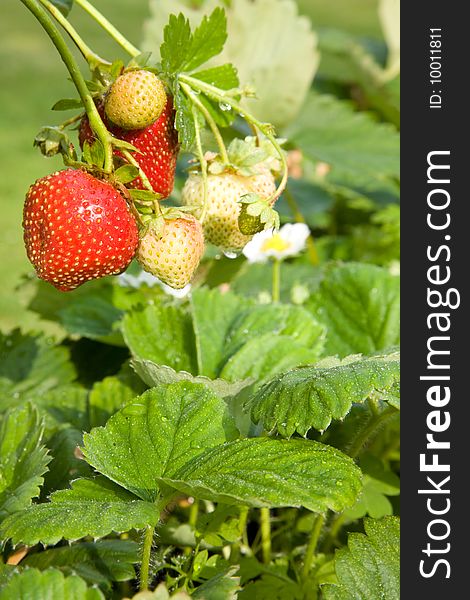 Stems with strawberries and leaves. Stems with strawberries and leaves.
