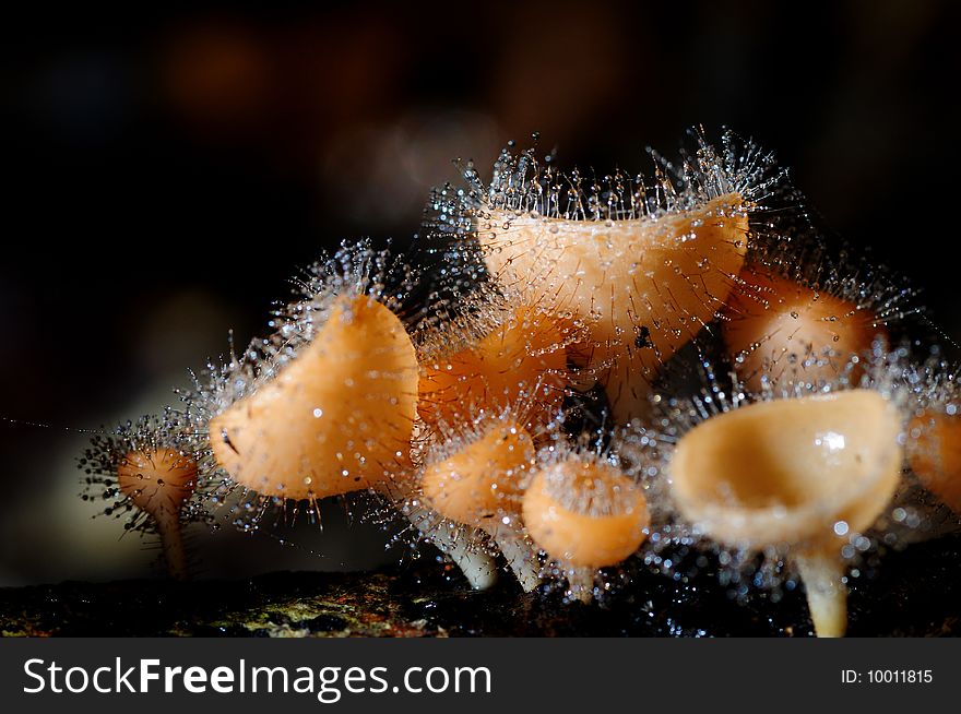 Close up red cone mushroom or Cookeina tricholoma in Jedkod forest of Saraburi from Thailand