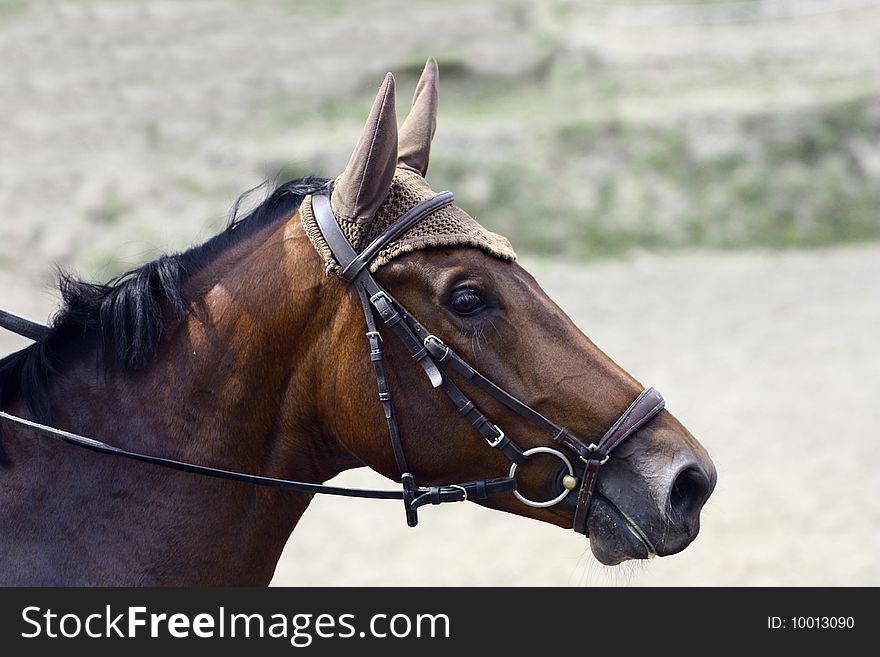 Horse head portrait, horse beauty. Horse head portrait, horse beauty