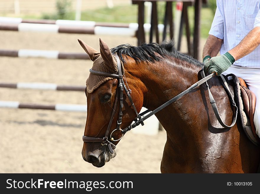 Horse head portrait, horse beauty. Horse head portrait, horse beauty