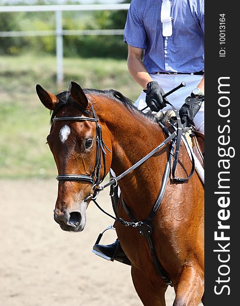 Horse portrait, horse on race