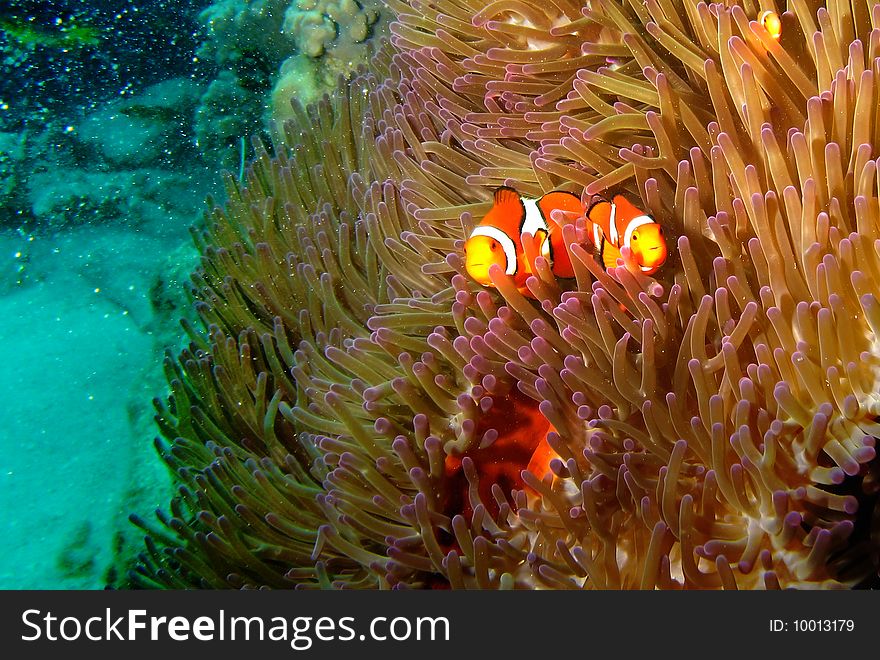 A pair of clown fish in an anemone reef.