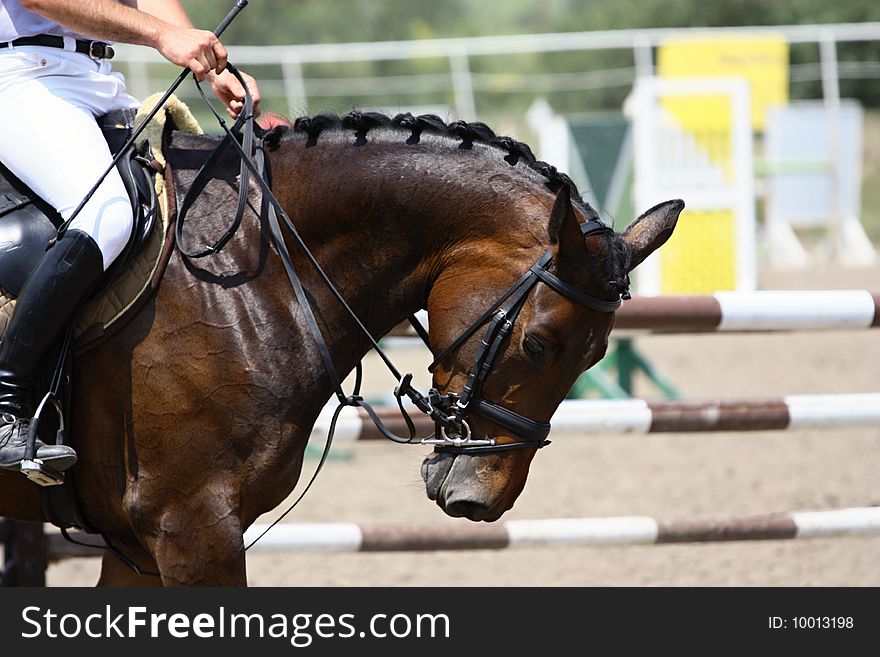 Horse waiting on race, horse beauty. Horse waiting on race, horse beauty