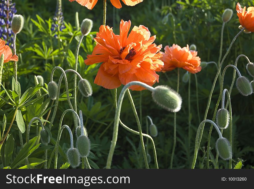 Late afternoon sunshine on a field of poppies on the coast of Maine