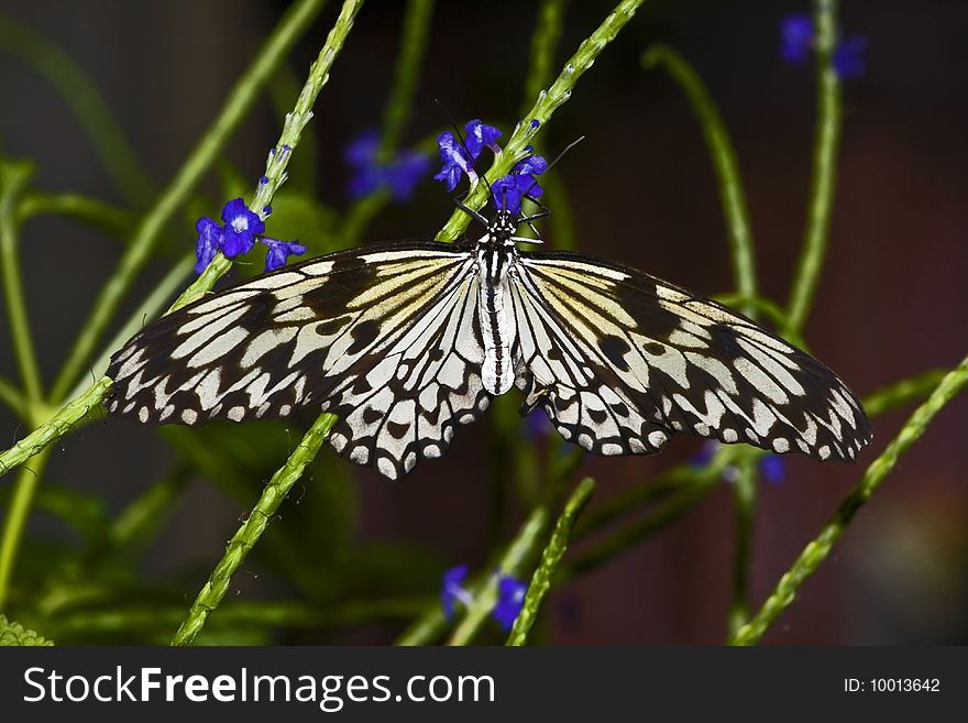 A rice paper butterfly in a garden