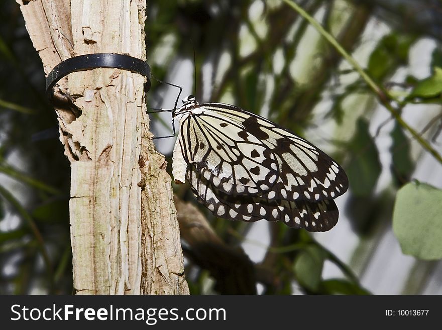 A rice paper butterfly in a garden