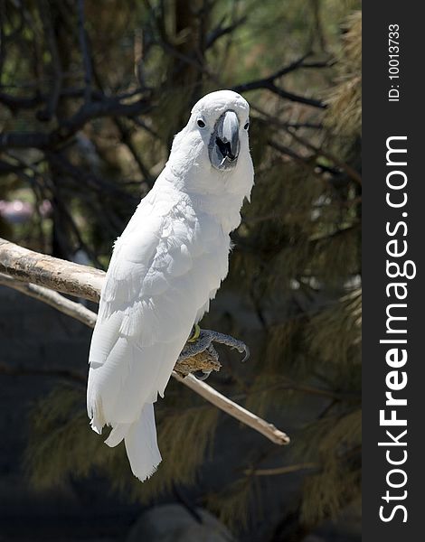 White Parrot Perching