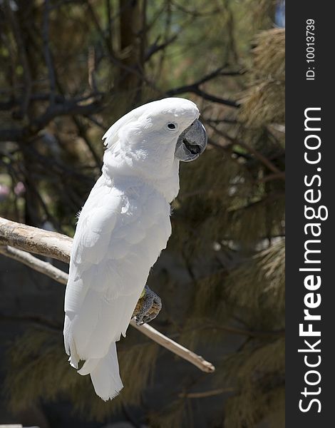 White Parrot Perching