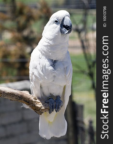 White parrot perching