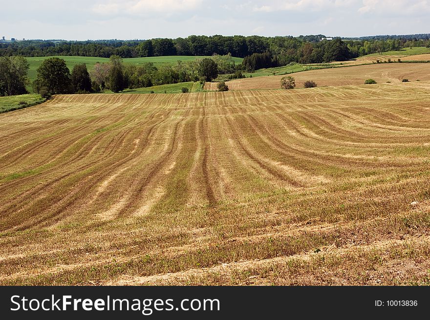 Rural landscape: cultivated field in summer