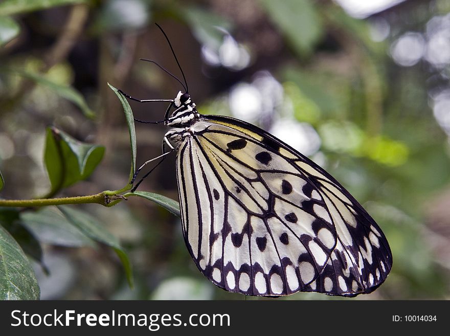 A rice paper butterfly in a garden