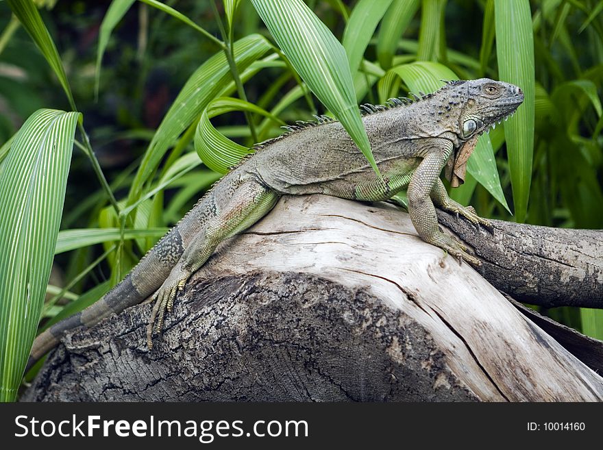 The green iguana is a lizard native to tropical areas of Central and South America and the Caribbean. The green iguana is a lizard native to tropical areas of Central and South America and the Caribbean.