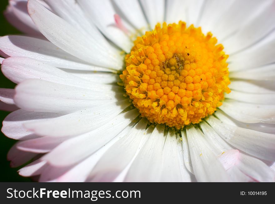 Macro camomile filming in the field