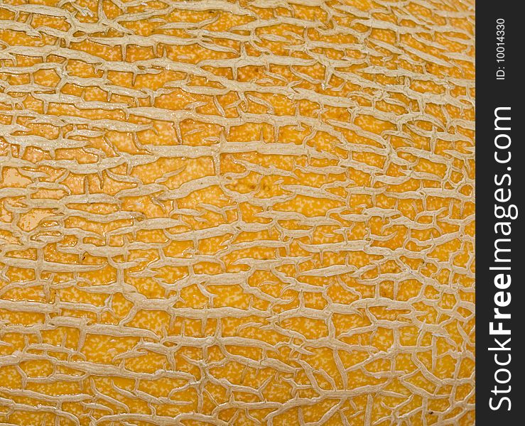 Close up of muskmelon peel. Close up of muskmelon peel