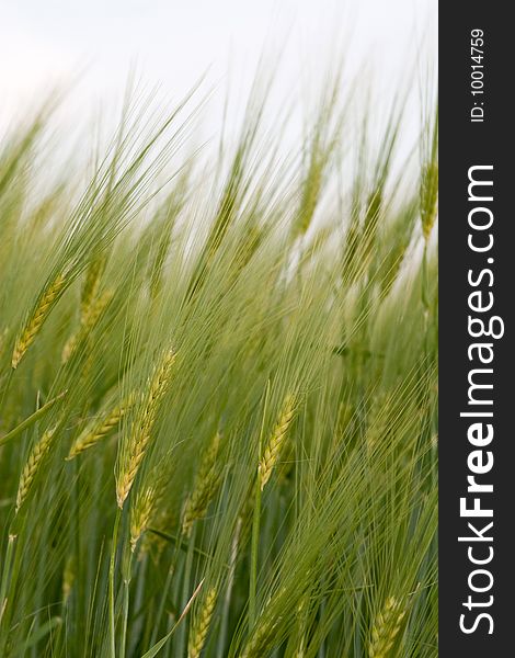 Big nice green grain background