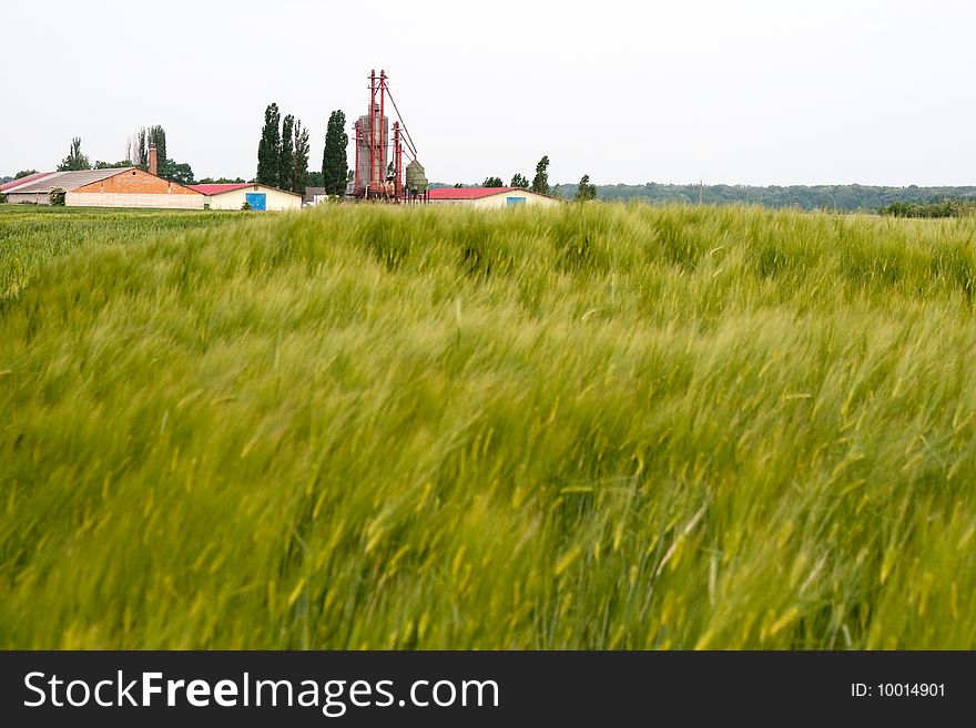 Big nice green grain background