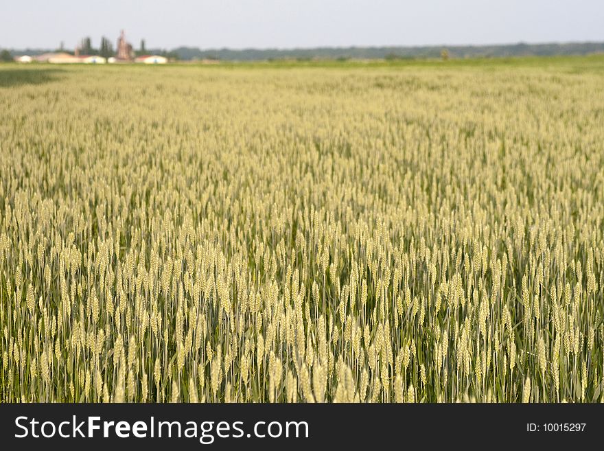 Landscape of a big grain farm