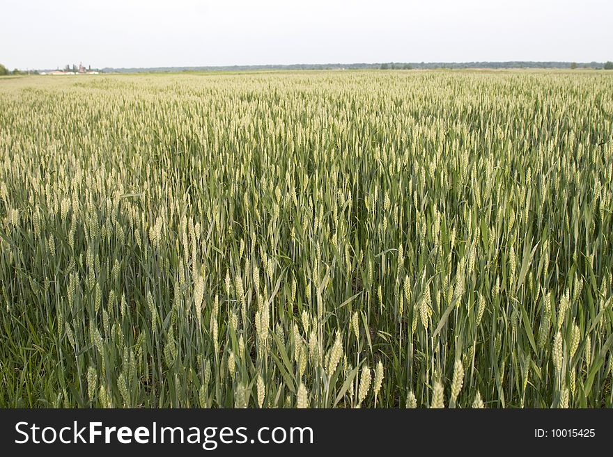 Big nice green grain background