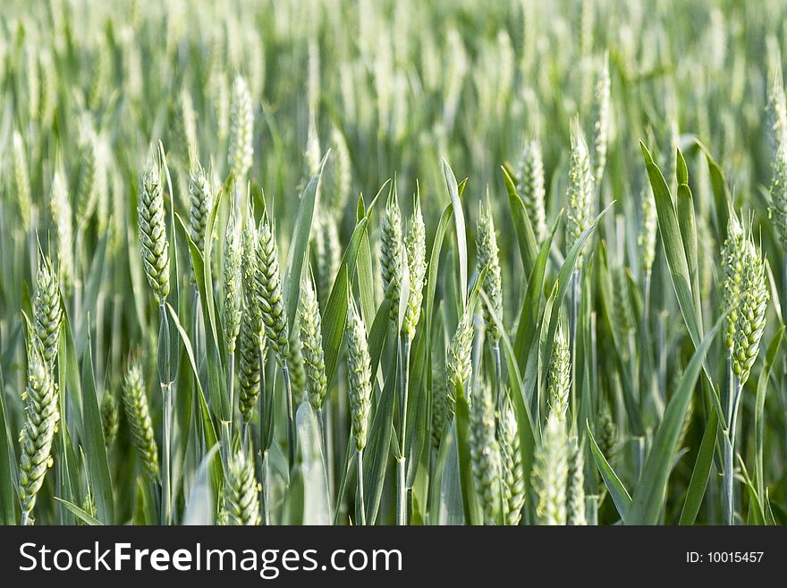 Big nice green grain background