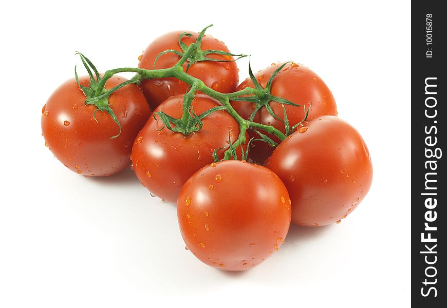 Fresh tomatoes on vine on isolated background.