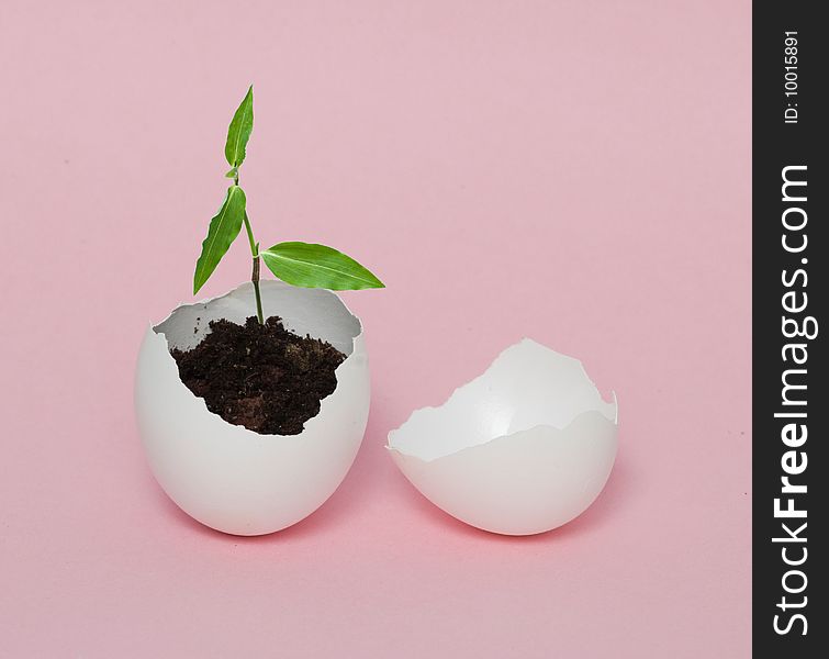 A Plant Hatching From Egg