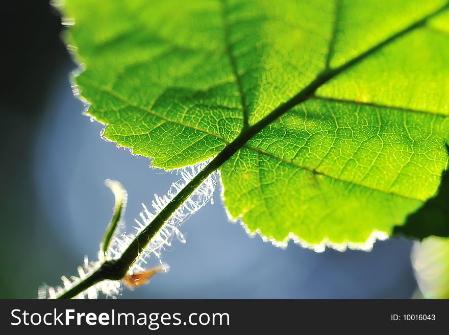 Green Leaf