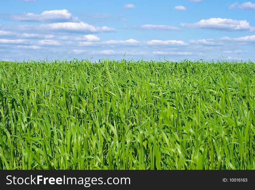 Green grass field with blue sky