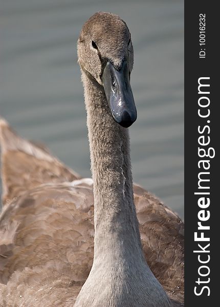 Juvenile swam in the water as head closeup