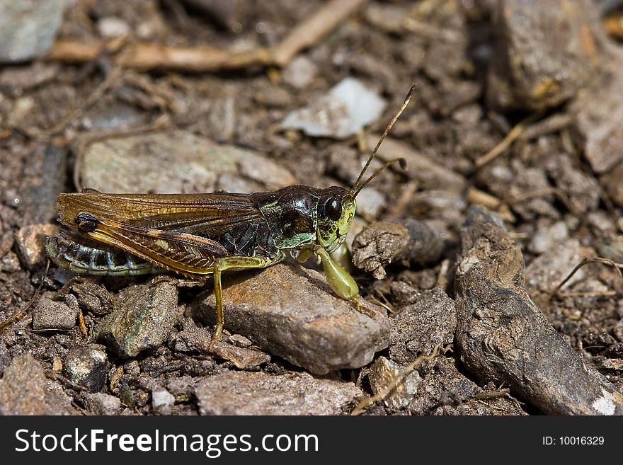 Brown grasshopper sitting onthe ground in the sun