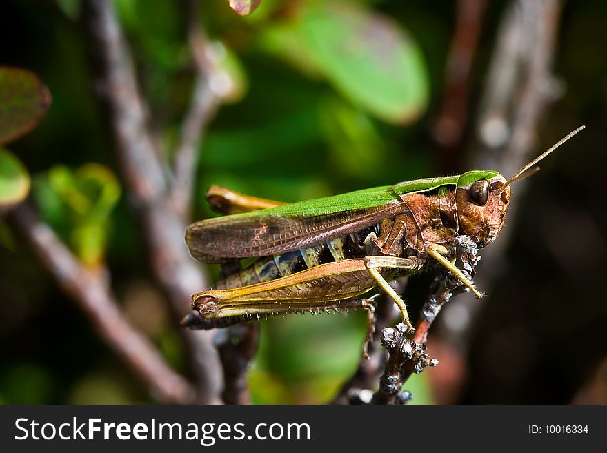 Green grasshopper sitting on a branch in the sun