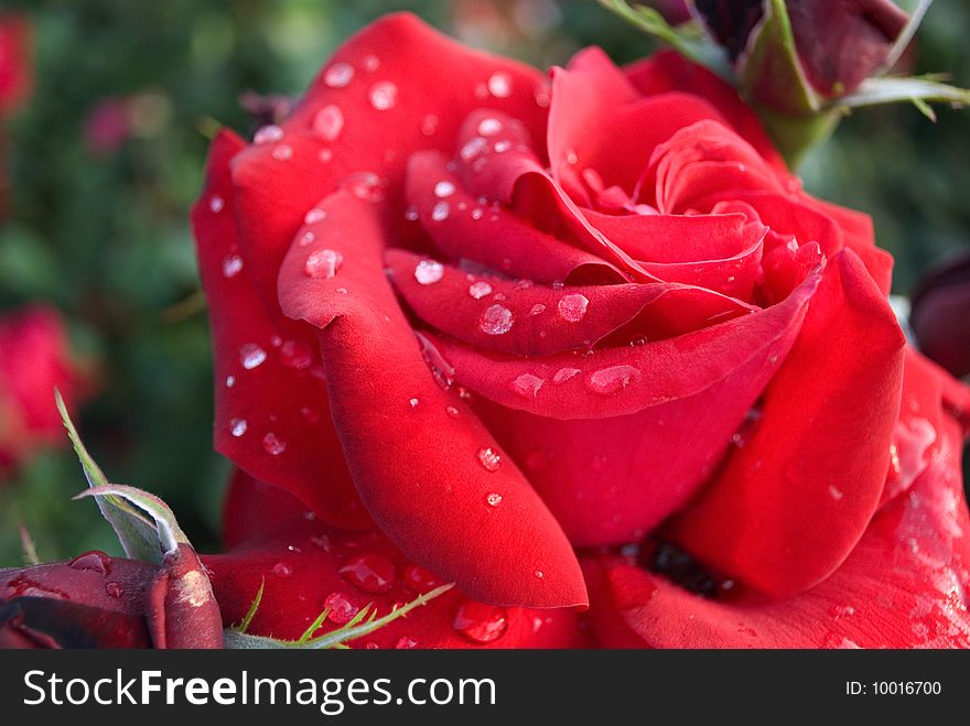 Moist wild rose with water drips close-up