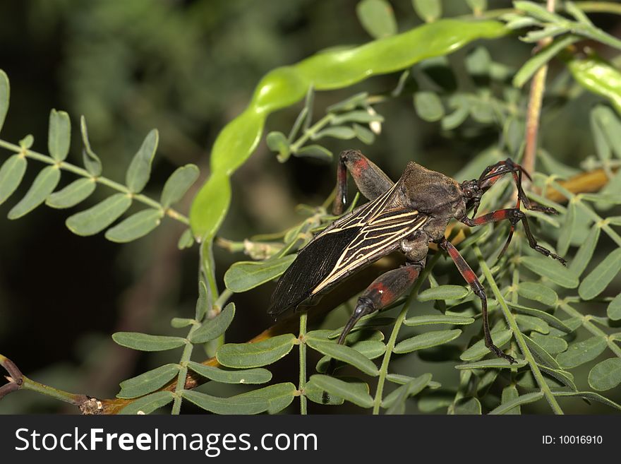Male Giant Mesquite Bug (Thasus Acutangulus)