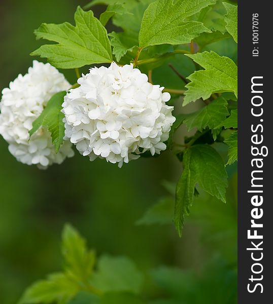 Bush with white flowers closeup. Bush with white flowers closeup