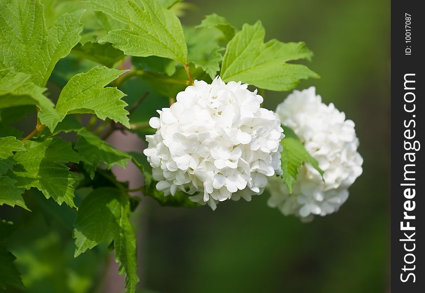 Bush with white flowers closeup. Bush with white flowers closeup
