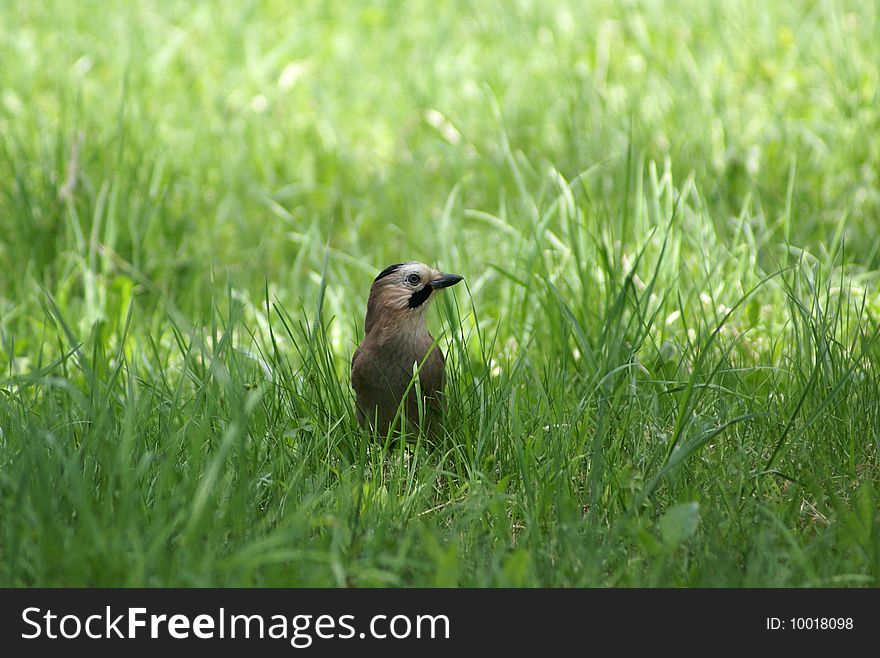 An interesting bird in the grass